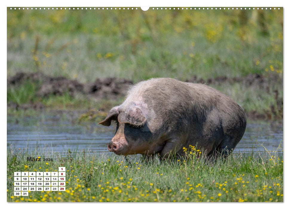 Kroatien - Entlang der Save (CALVENDO Premium Wandkalender 2026)