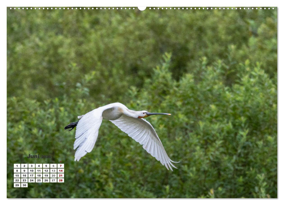 Kroatien - Entlang der Save (CALVENDO Premium Wandkalender 2026)