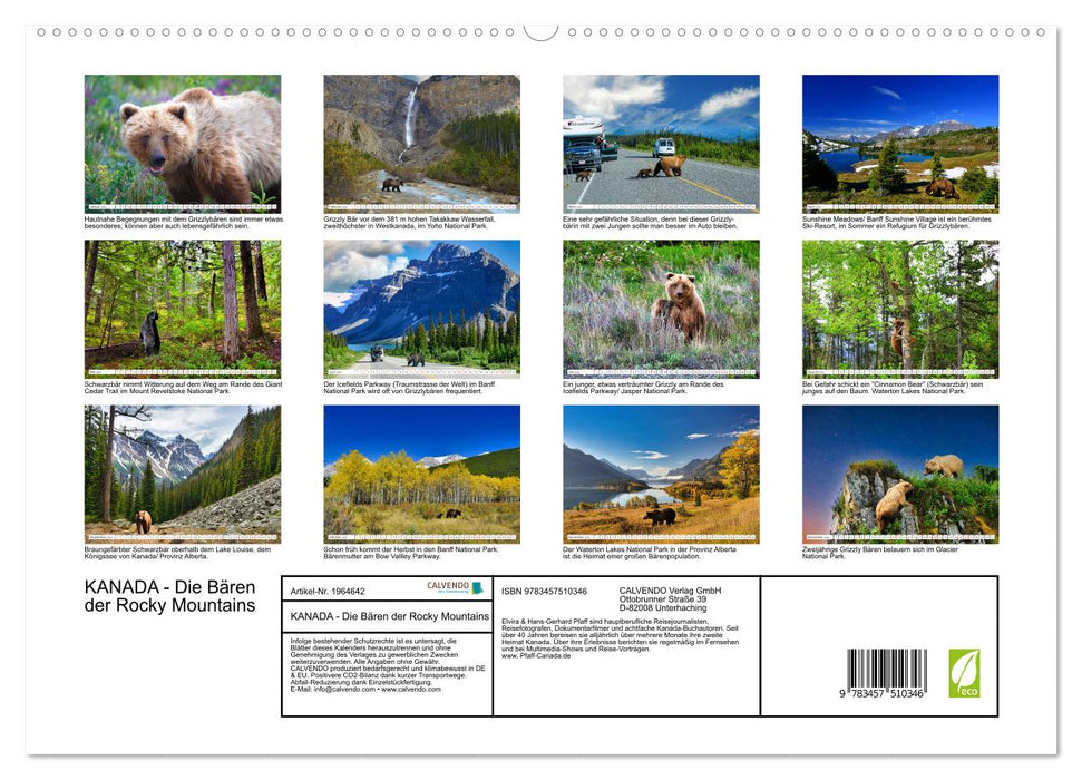 KANADA - Die Bären der Rocky Mountains (CALVENDO Premium Wandkalender 2026)