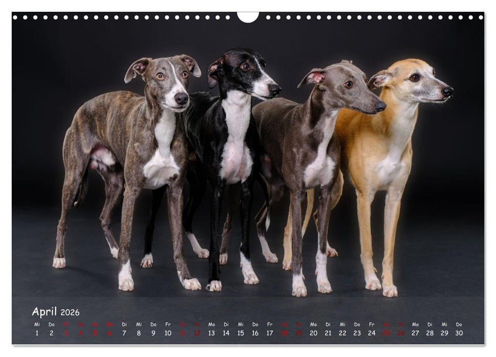 Whippets - Seelenhunde fürs Leben (CALVENDO Wandkalender 2026)
