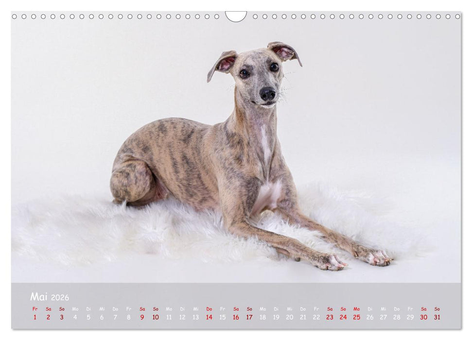 Whippets - Seelenhunde fürs Leben (CALVENDO Wandkalender 2026)