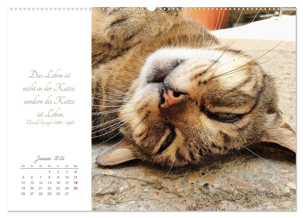 Ich schau dir ins Herz (CALVENDO Wandkalender 2026)