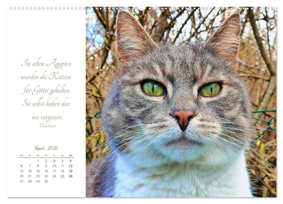 Ich schau dir ins Herz (CALVENDO Wandkalender 2026)