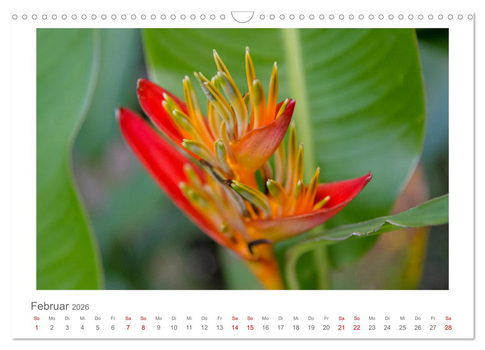 Inseln über dem Winde - unterwegs mit Julia Hahn (CALVENDO Wandkalender 2026)