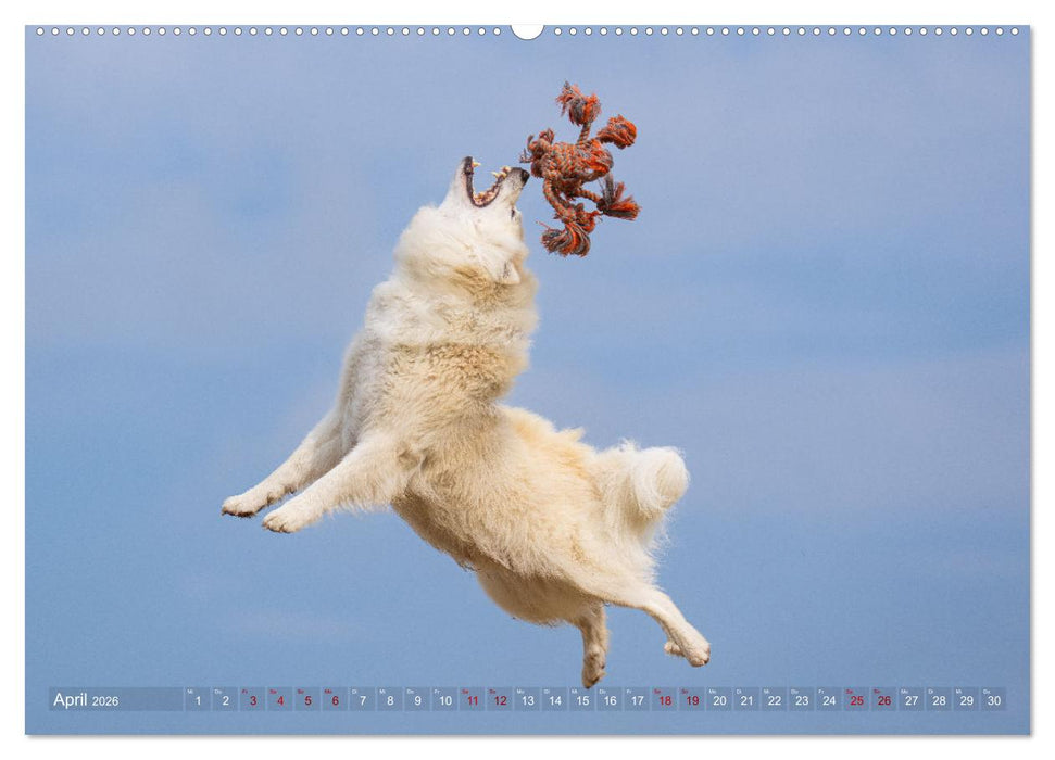 Mein fliegender Isländer (CALVENDO Premium Wandkalender 2026)