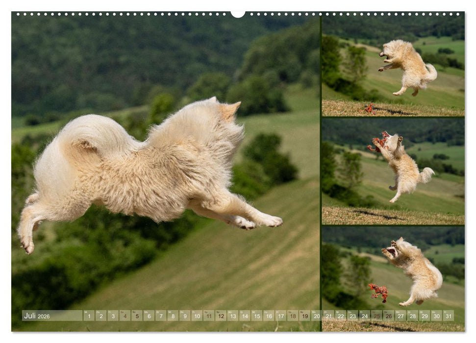 Mein fliegender Isländer (CALVENDO Premium Wandkalender 2026)