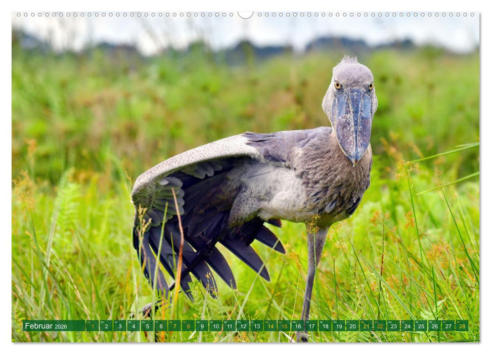 Uganda – Land im Herzen Afrikas (CALVENDO Premium Wandkalender 2026)