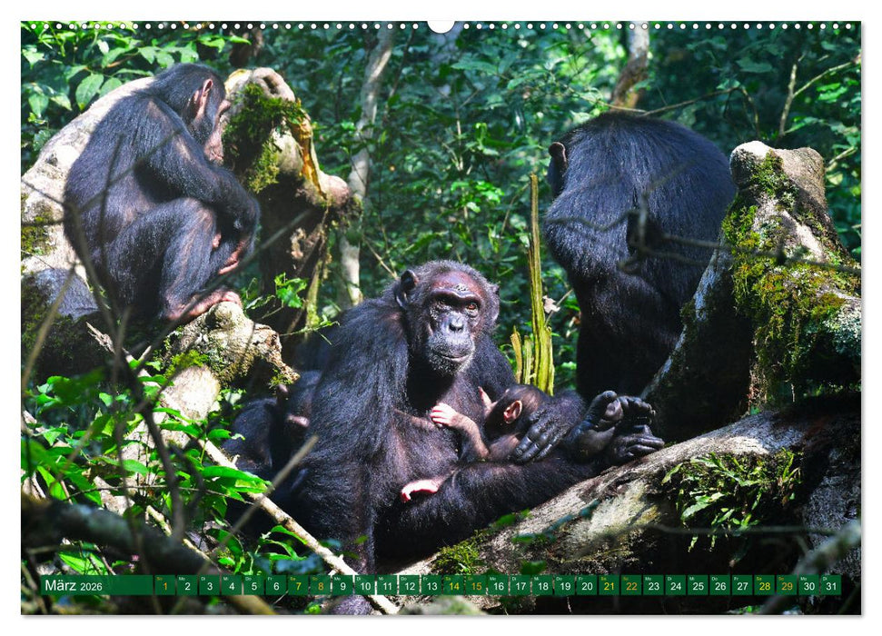 Uganda – Land im Herzen Afrikas (CALVENDO Premium Wandkalender 2026)