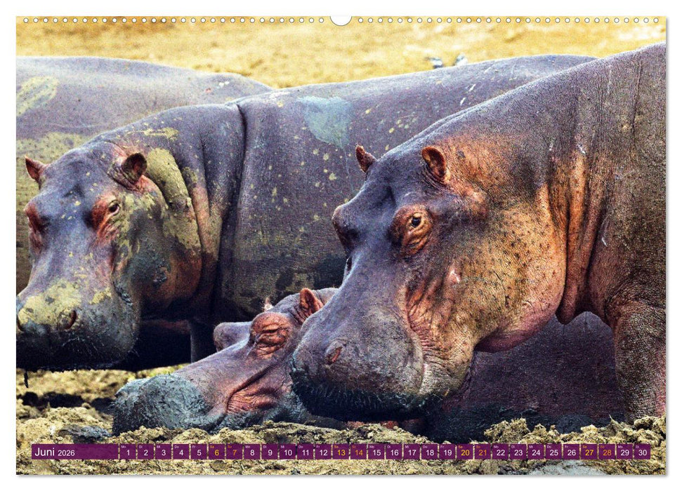 Uganda – Land im Herzen Afrikas (CALVENDO Premium Wandkalender 2026)