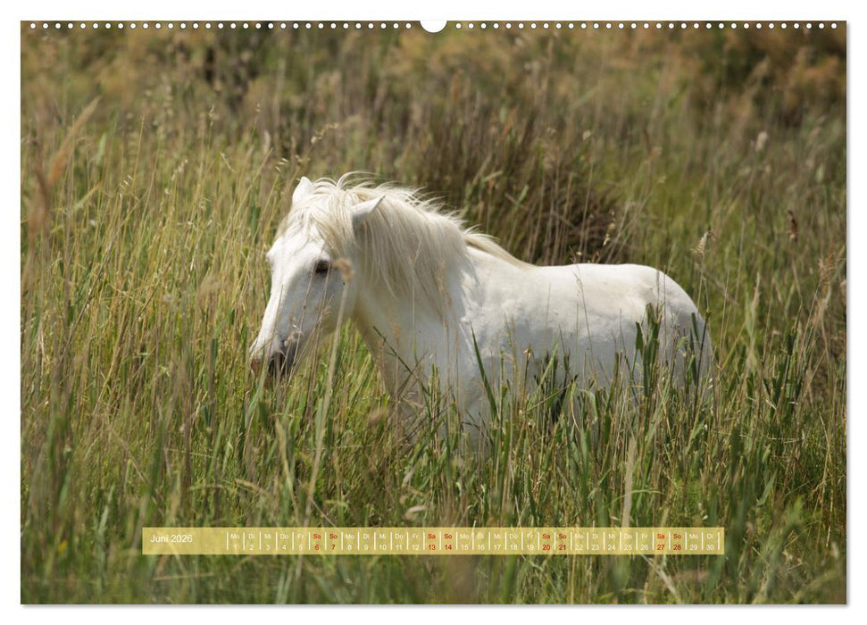 Südfrankreich - Rund um Montpellier (CALVENDO Wandkalender 2026)