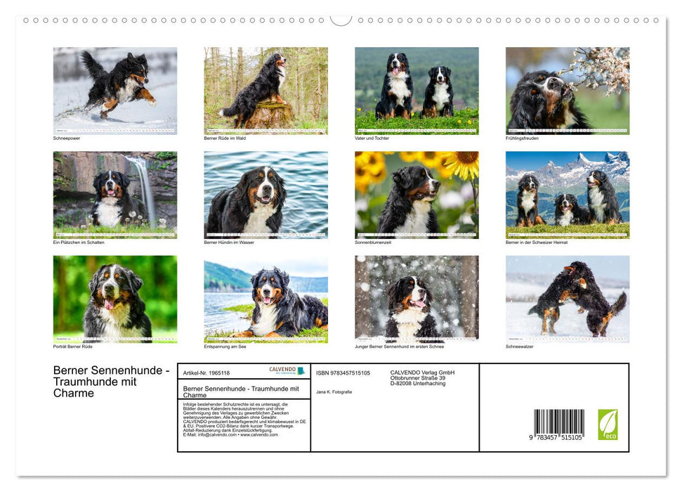 Berner Sennenhunde - Traumhunde mit Charme (CALVENDO Premium Wandkalender 2026)