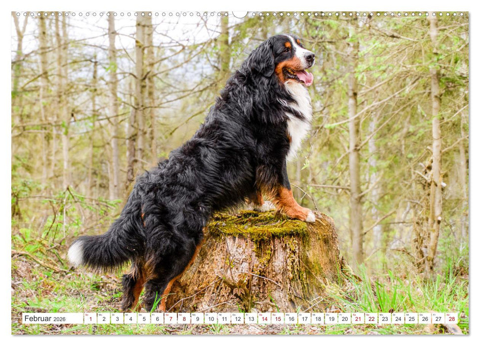 Berner Sennenhunde - Traumhunde mit Charme (CALVENDO Premium Wandkalender 2026)
