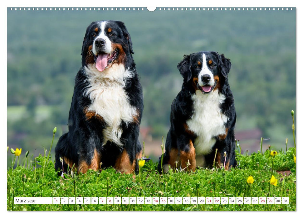 Berner Sennenhunde - Traumhunde mit Charme (CALVENDO Premium Wandkalender 2026)