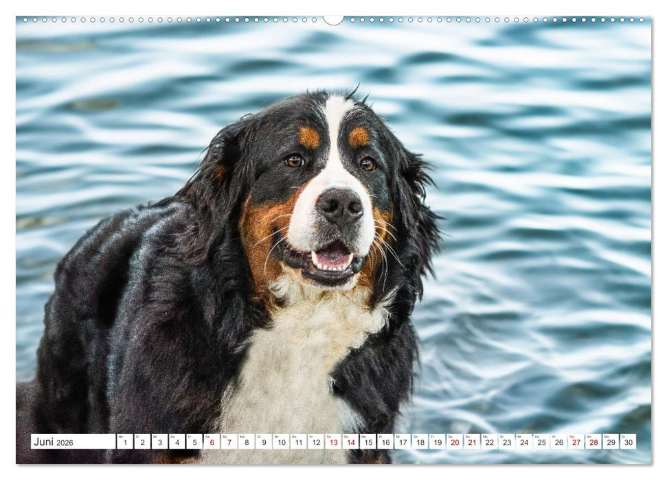 Berner Sennenhunde - Traumhunde mit Charme (CALVENDO Premium Wandkalender 2026)