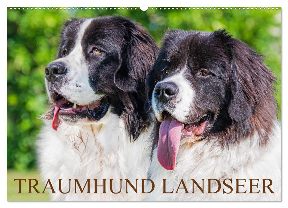Traumhund Landseer (CALVENDO Wandkalender 2026)