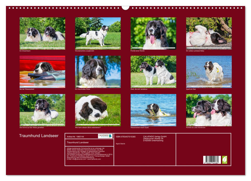Traumhund Landseer (CALVENDO Wandkalender 2026)