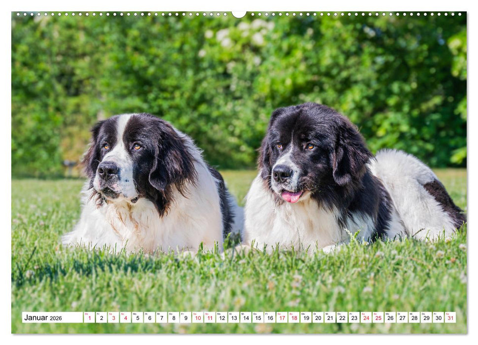 Traumhund Landseer (CALVENDO Wandkalender 2026)