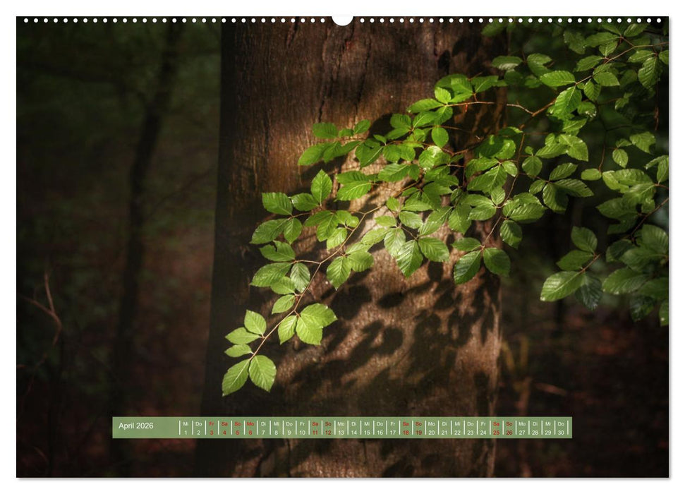 Zauber des Lichts (CALVENDO Premium Wandkalender 2026)