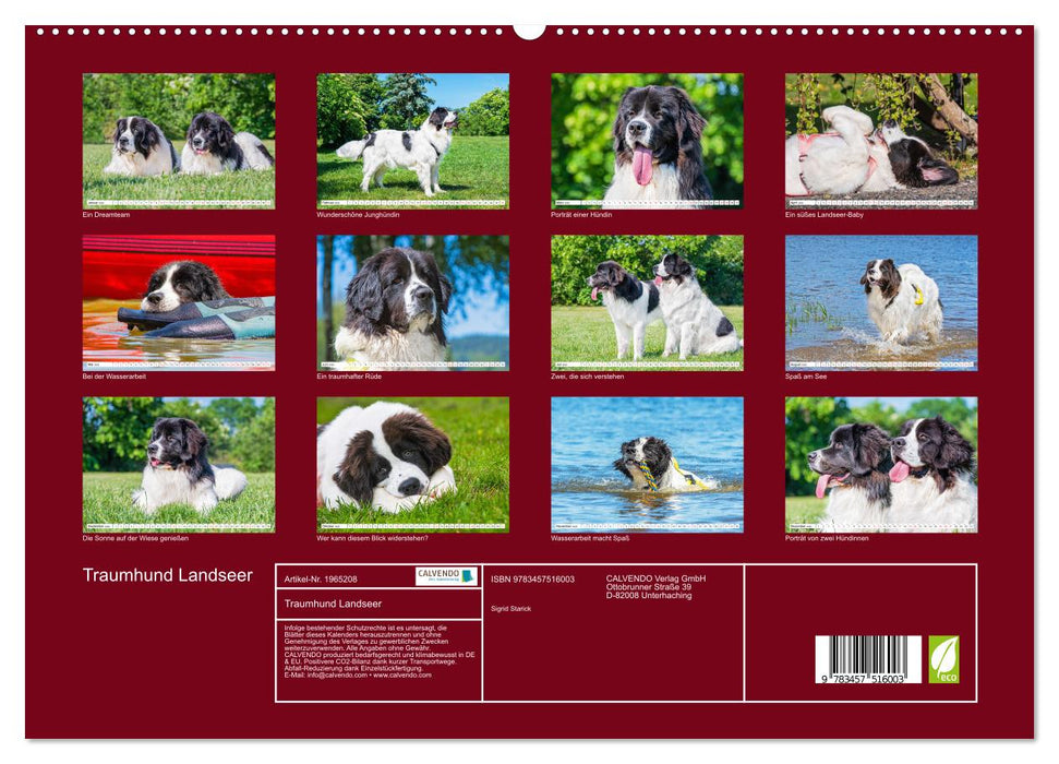 Traumhund Landseer (CALVENDO Premium Wandkalender 2026)