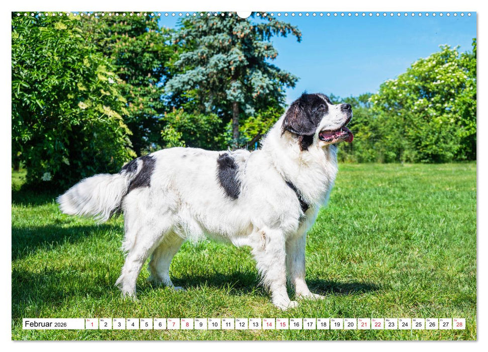 Traumhund Landseer (CALVENDO Premium Wandkalender 2026)
