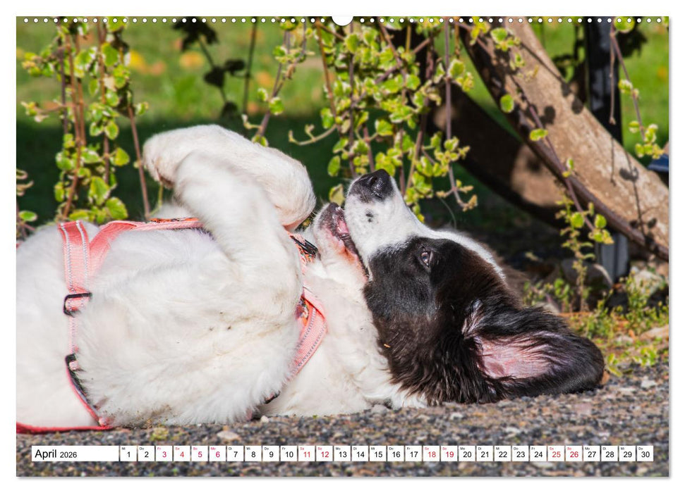 Traumhund Landseer (CALVENDO Premium Wandkalender 2026)