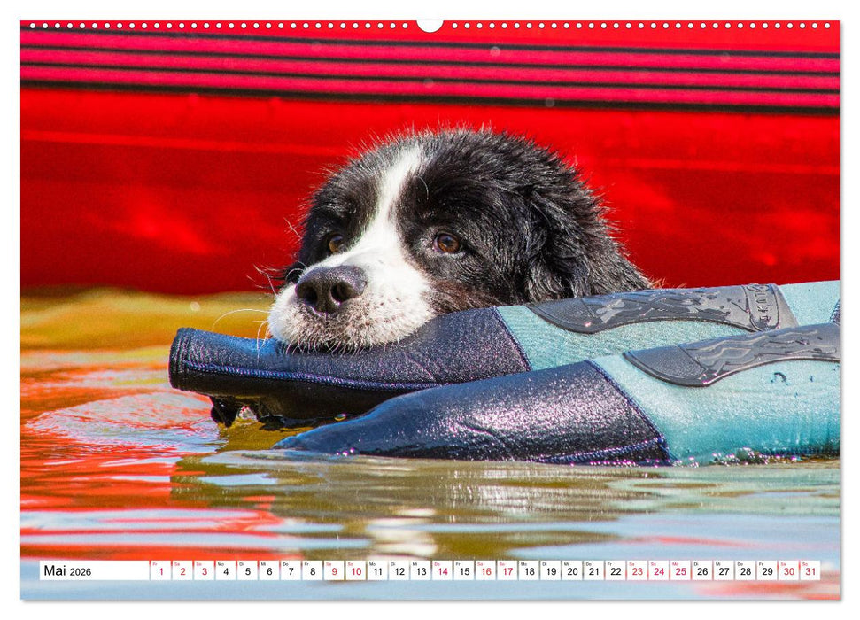 Traumhund Landseer (CALVENDO Premium Wandkalender 2026)