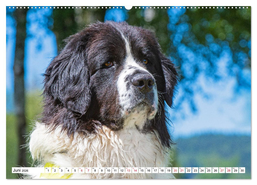 Traumhund Landseer (CALVENDO Premium Wandkalender 2026)