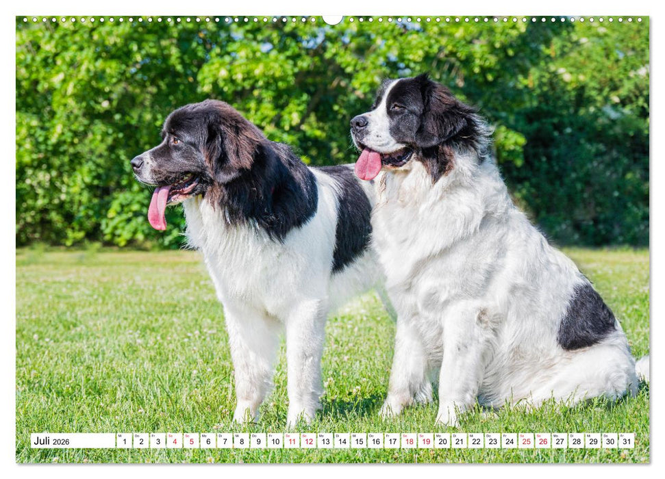 Traumhund Landseer (CALVENDO Premium Wandkalender 2026)