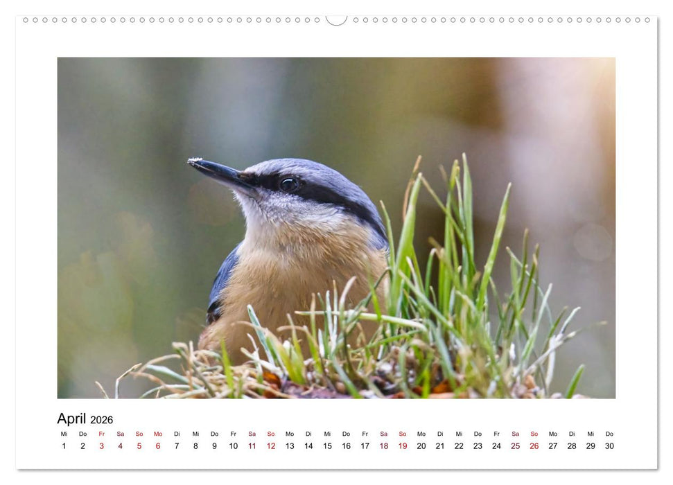 Flinke Kleiber (CALVENDO Premium Wandkalender 2026)