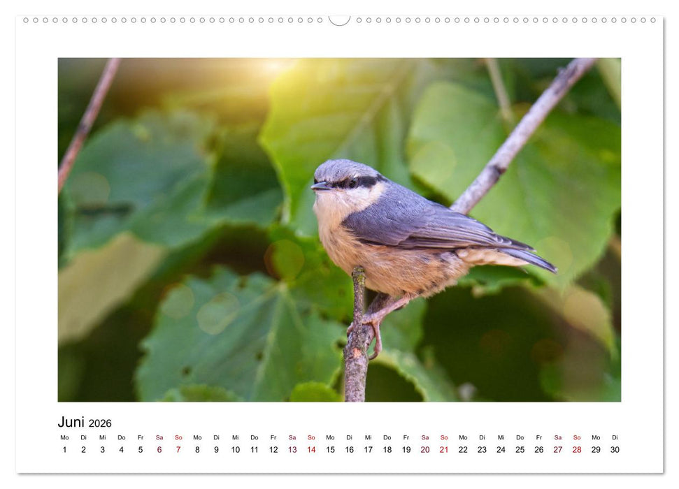 Flinke Kleiber (CALVENDO Premium Wandkalender 2026)