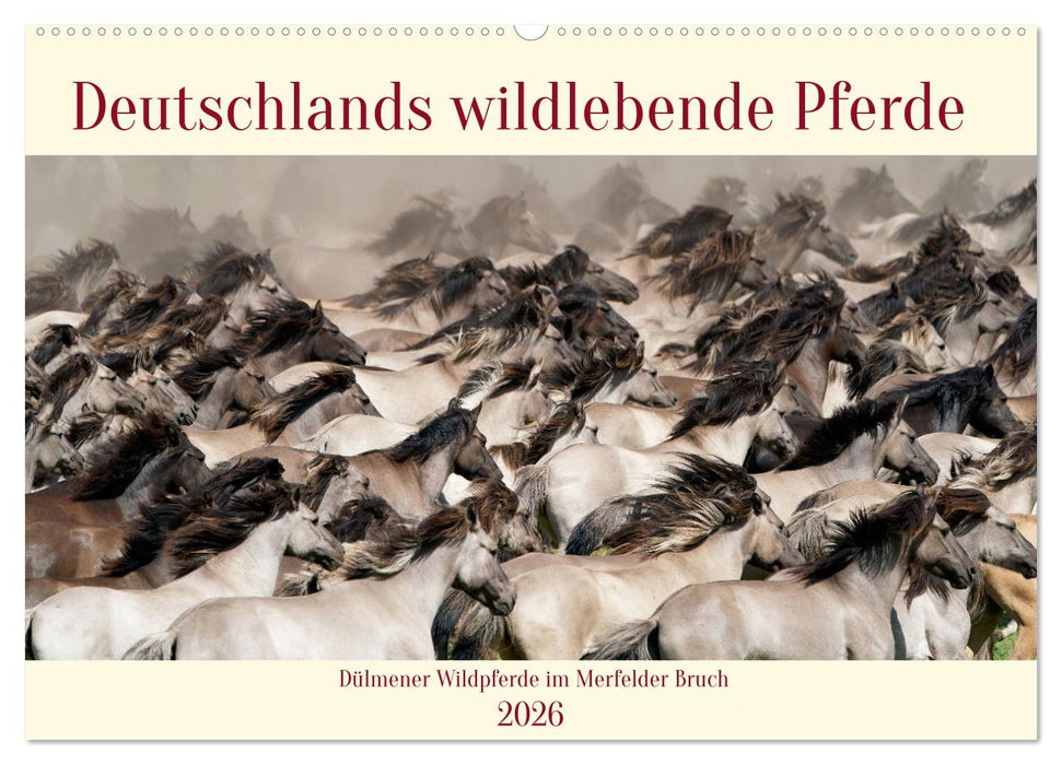 Deutschlands wildlebende Pferde (CALVENDO Wandkalender 2026)