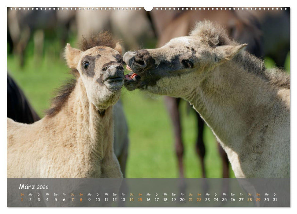 Deutschlands wildlebende Pferde (CALVENDO Wandkalender 2026)