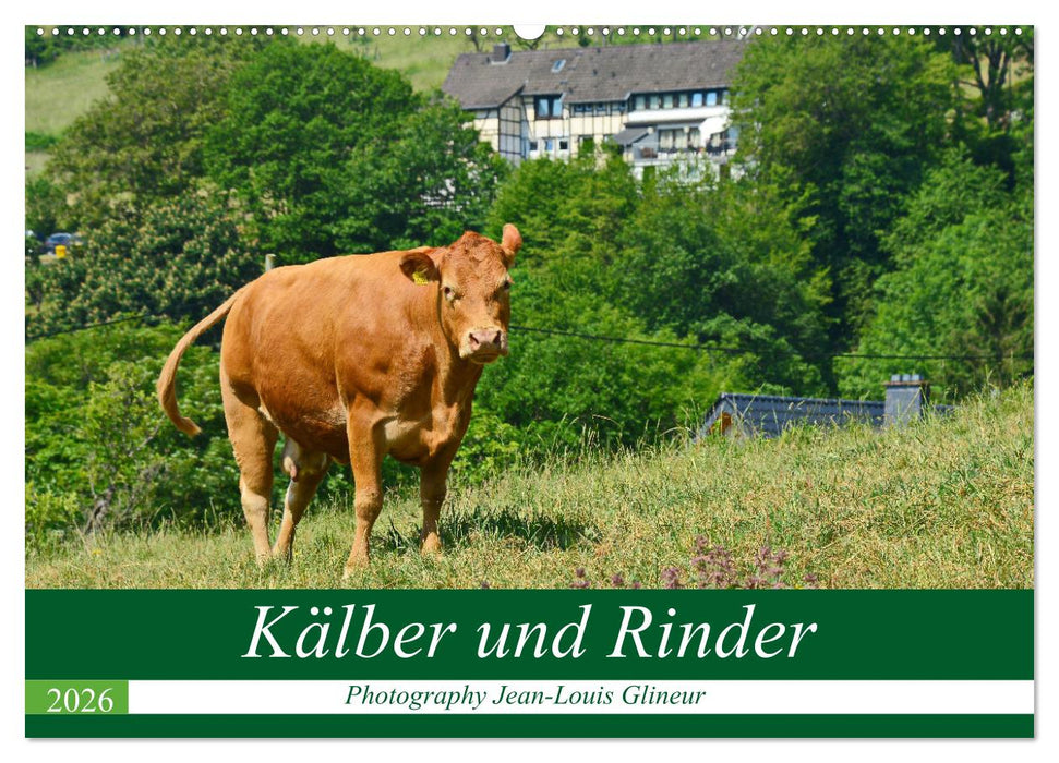Kälber und Rinder (CALVENDO Wandkalender 2026)