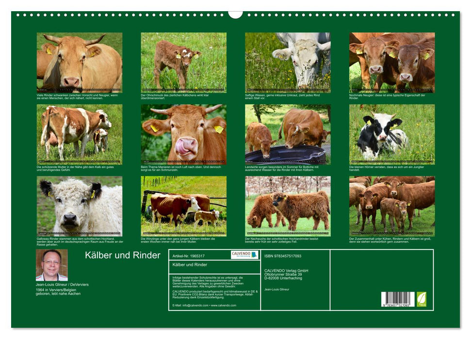 Kälber und Rinder (CALVENDO Wandkalender 2026)