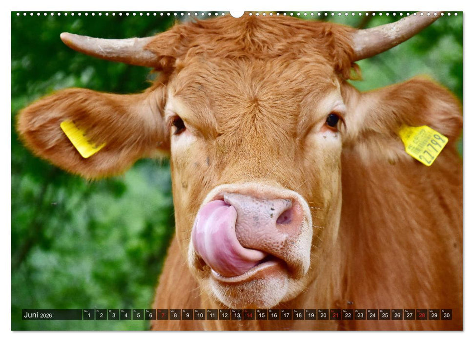 Kälber und Rinder (CALVENDO Wandkalender 2026)