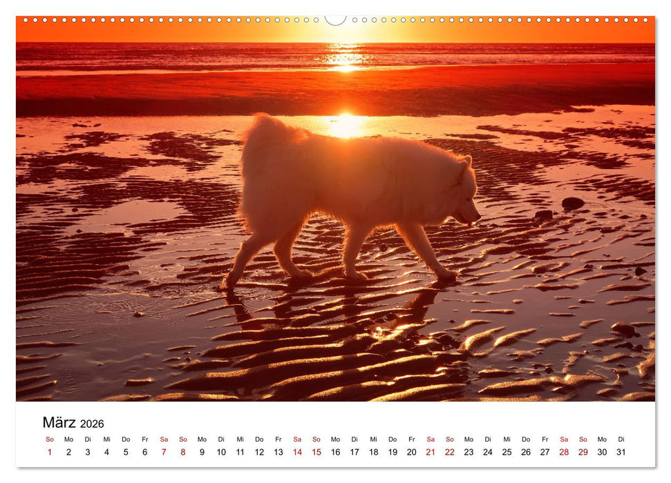 Ein Samojede am Meer (CALVENDO Premium Wandkalender 2026)