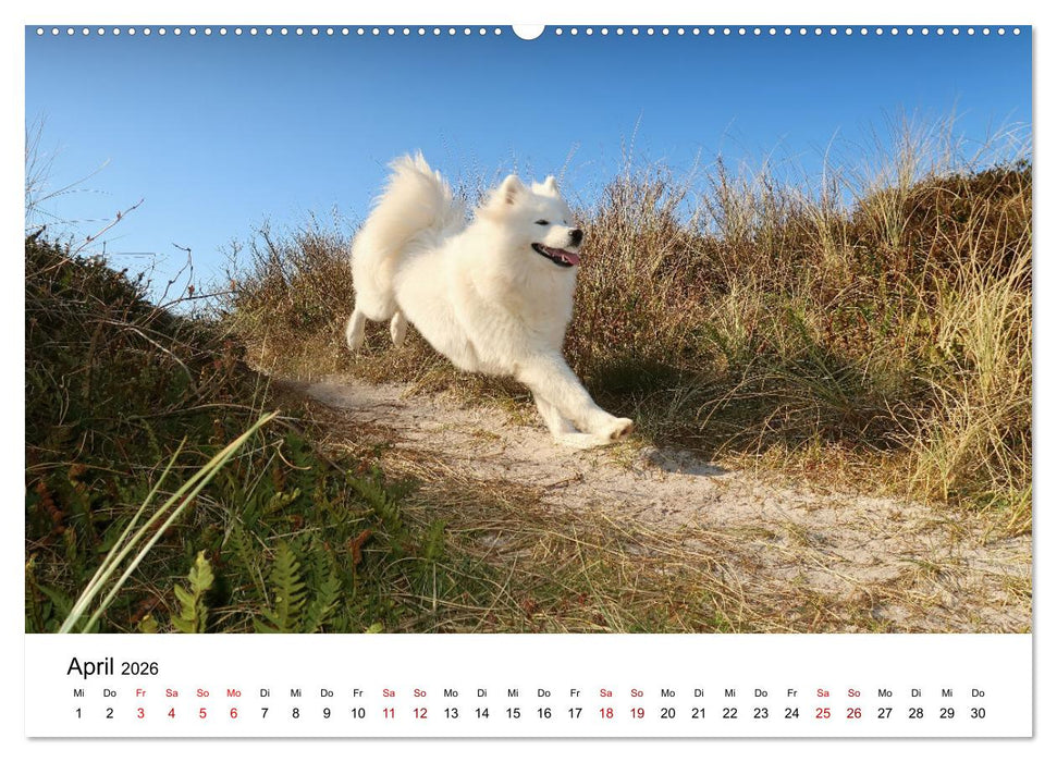Ein Samojede am Meer (CALVENDO Premium Wandkalender 2026)