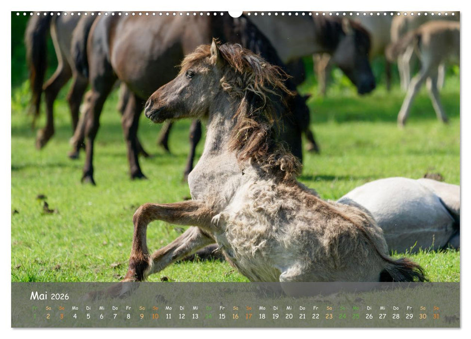 Deutschlands wildlebende Pferde (CALVENDO Premium Wandkalender 2026)