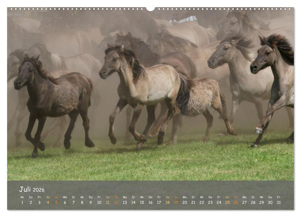 Deutschlands wildlebende Pferde (CALVENDO Premium Wandkalender 2026)