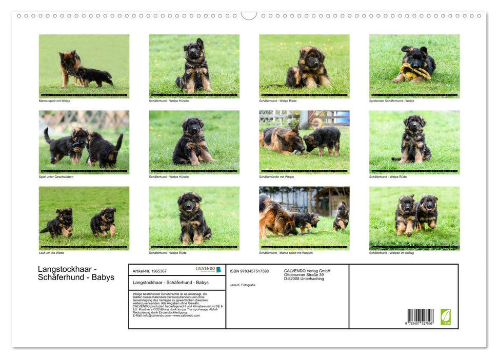 Langstockhaar - Schäferhund - Babys (CALVENDO Wandkalender 2026)