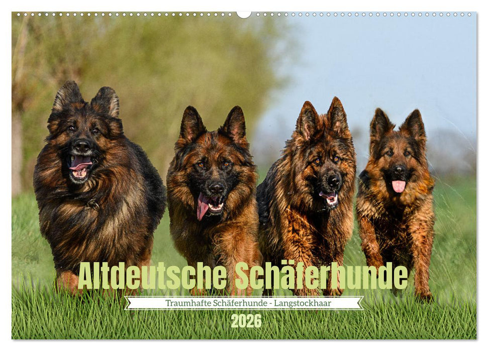 Altdeutsche Schäferhunde - Traumhafte Schäferhunde Langstockhaar (CALVENDO Wandkalender 2026)