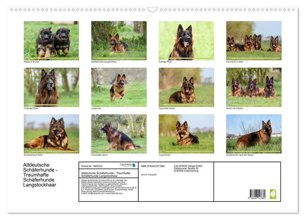Altdeutsche Schäferhunde - Traumhafte Schäferhunde Langstockhaar (CALVENDO Wandkalender 2026)