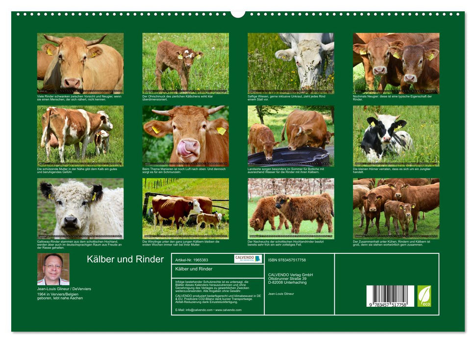 Kälber und Rinder (CALVENDO Premium Wandkalender 2026)