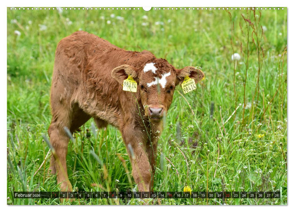 Kälber und Rinder (CALVENDO Premium Wandkalender 2026)