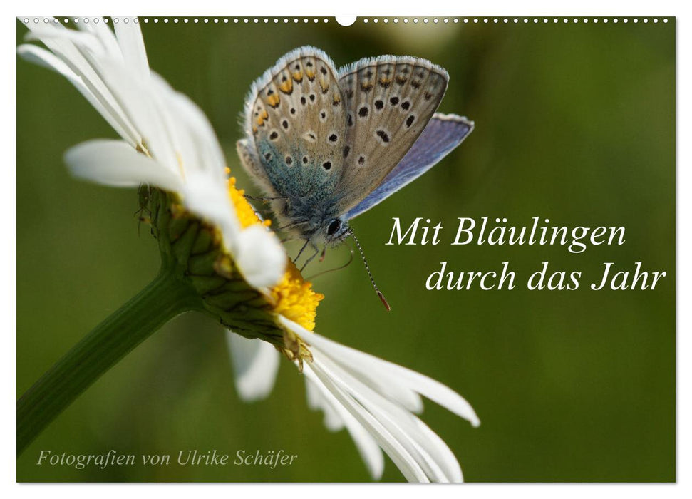 Mit Bläulingen durch das Jahr (CALVENDO Wandkalender 2026)