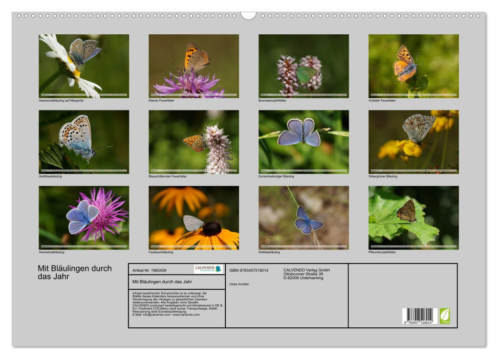 Mit Bläulingen durch das Jahr (CALVENDO Wandkalender 2026)