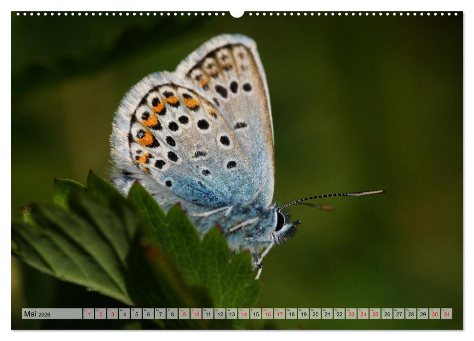 Mit Bläulingen durch das Jahr (CALVENDO Wandkalender 2026)
