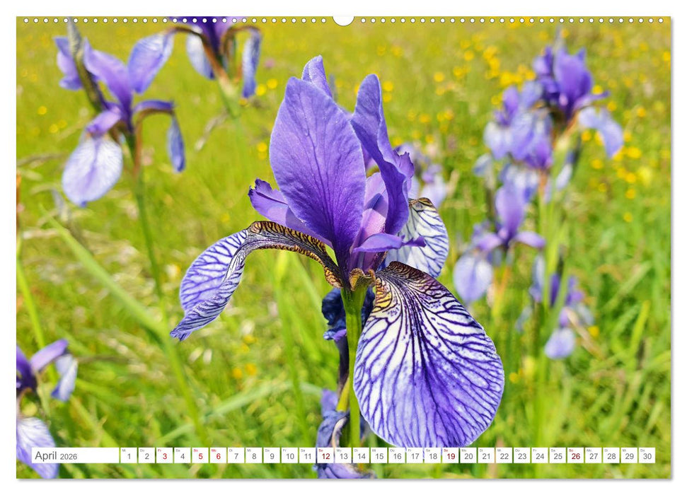 Naturschutzgebiet Murnauer Moos - Auf dem Rundweg durch das größte Moor Mitteleuropas (CALVENDO Wandkalender 2026)