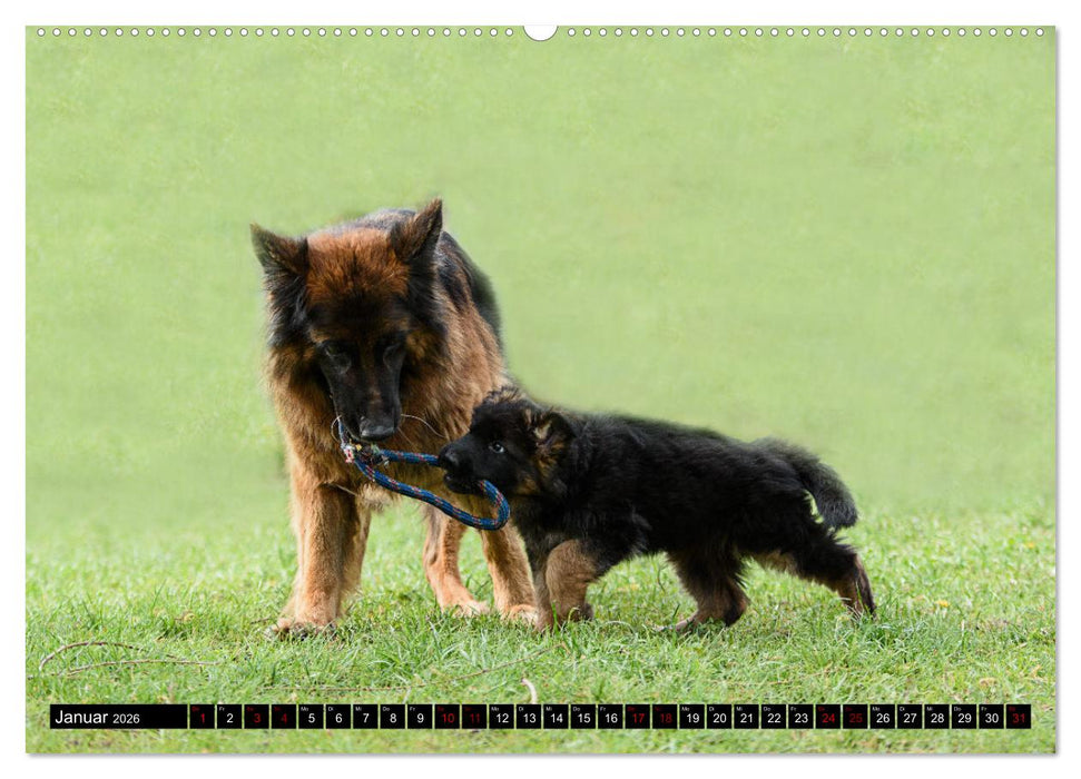 Langstockhaar - Schäferhund - Babys (CALVENDO Premium Wandkalender 2026)