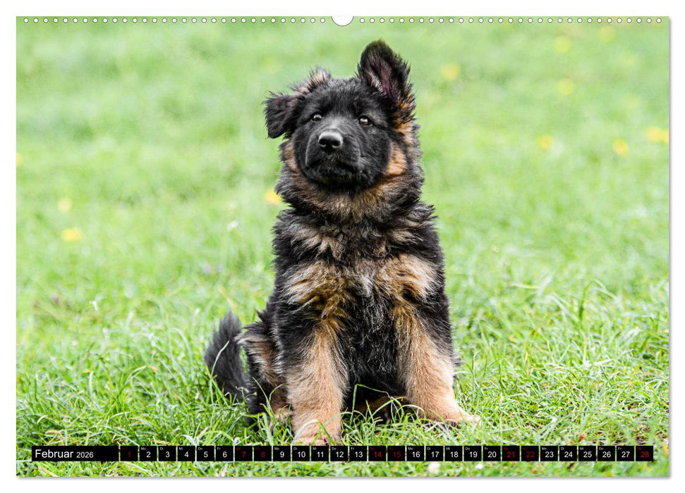 Langstockhaar - Schäferhund - Babys (CALVENDO Premium Wandkalender 2026)